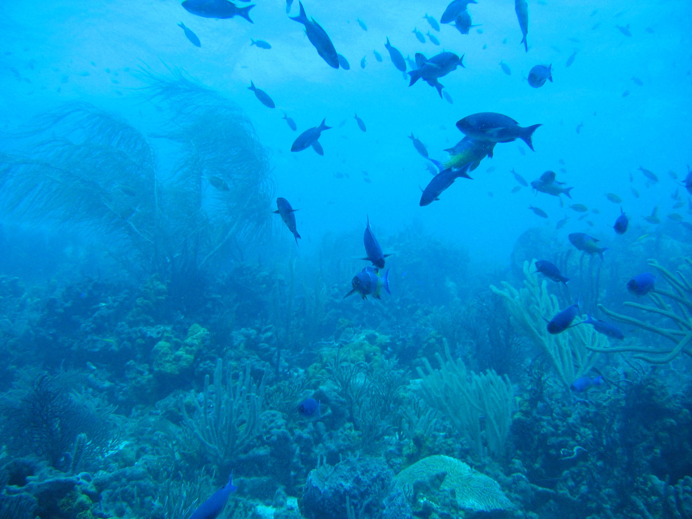 Typical Tobago reef scene
