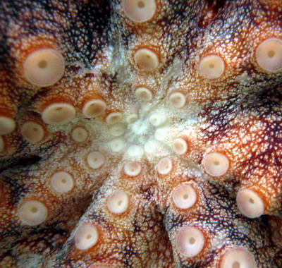 underside octo