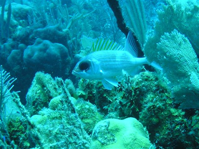 underwater Puerto Aventuras, Mexico