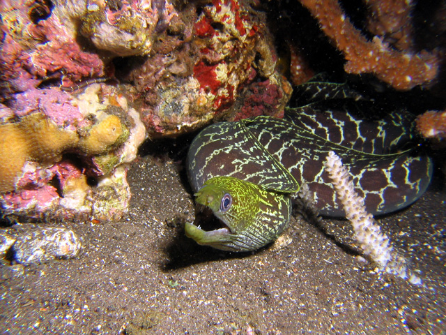 Undulated Anger (Paradise Reef)