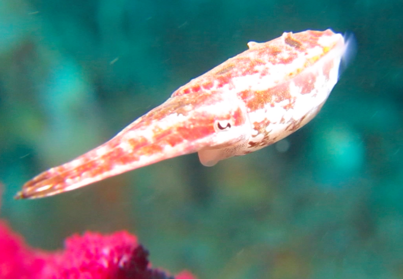Unidentified cuttlefish