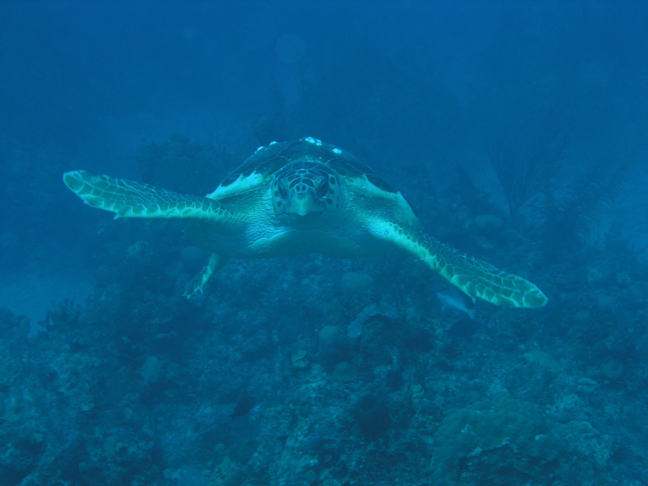 Up close and personal with a turtle