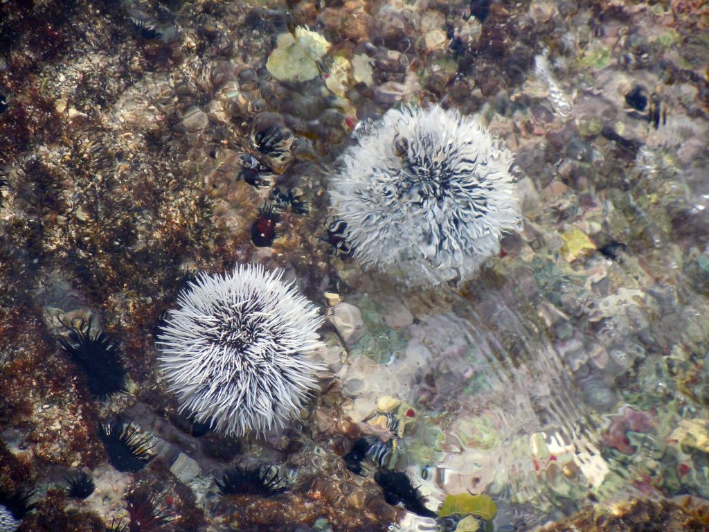 urchins2