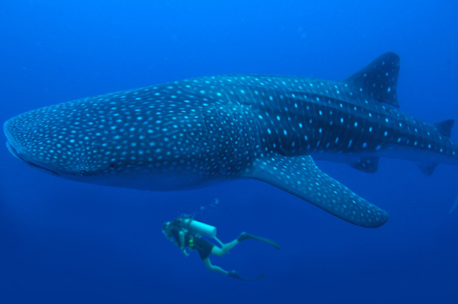 Val_and_Whaleshark