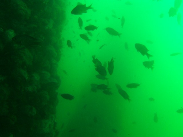 View to the surface from 56 feet