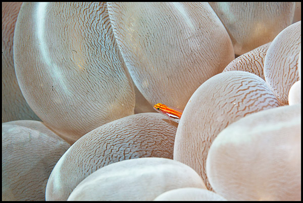 Waiterang bubble coral