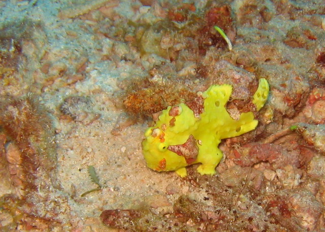 Warty (Clown) Frogfish