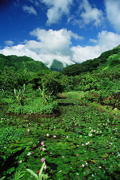 Water Lily Farm on Tahiti
