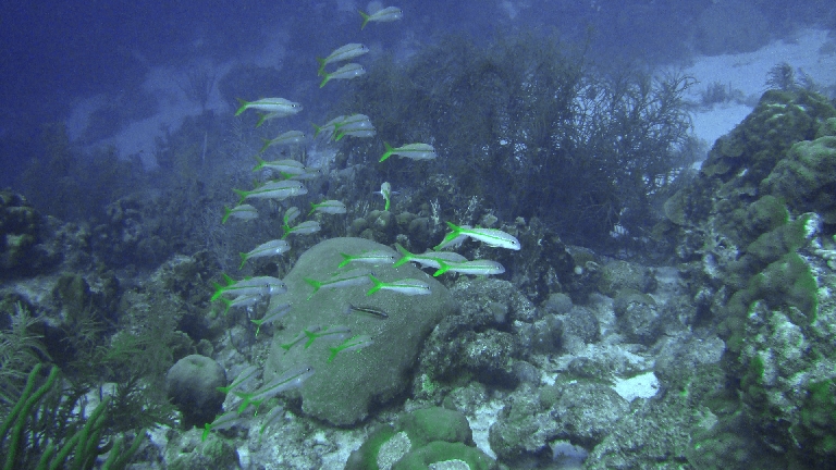Westpunt Curacao reef