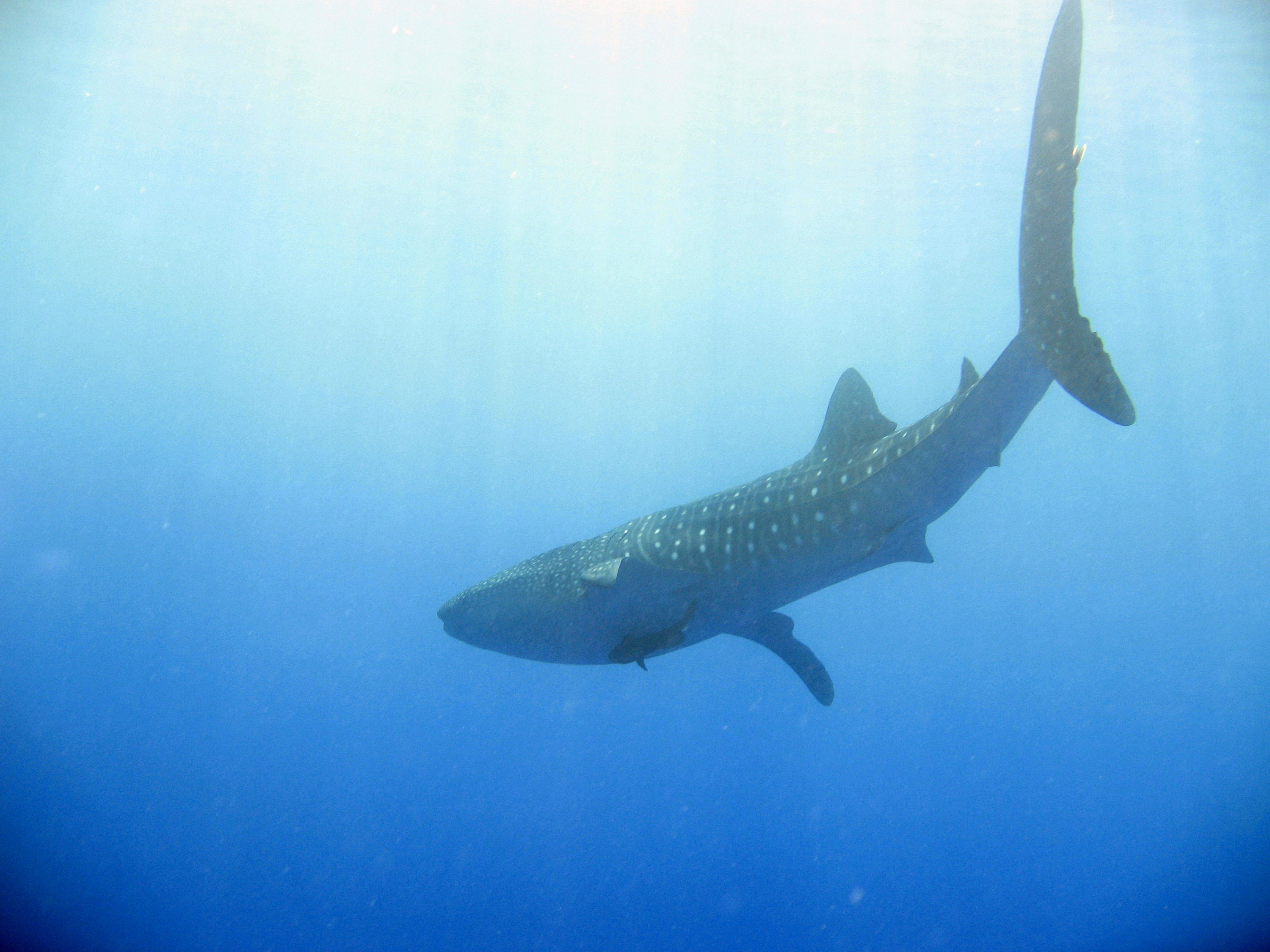 whale shark at surface