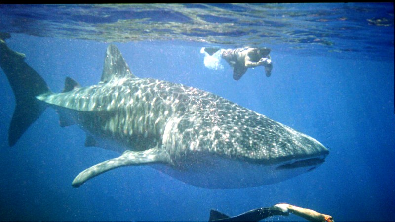 Whale Shark Christmas Eve 2004