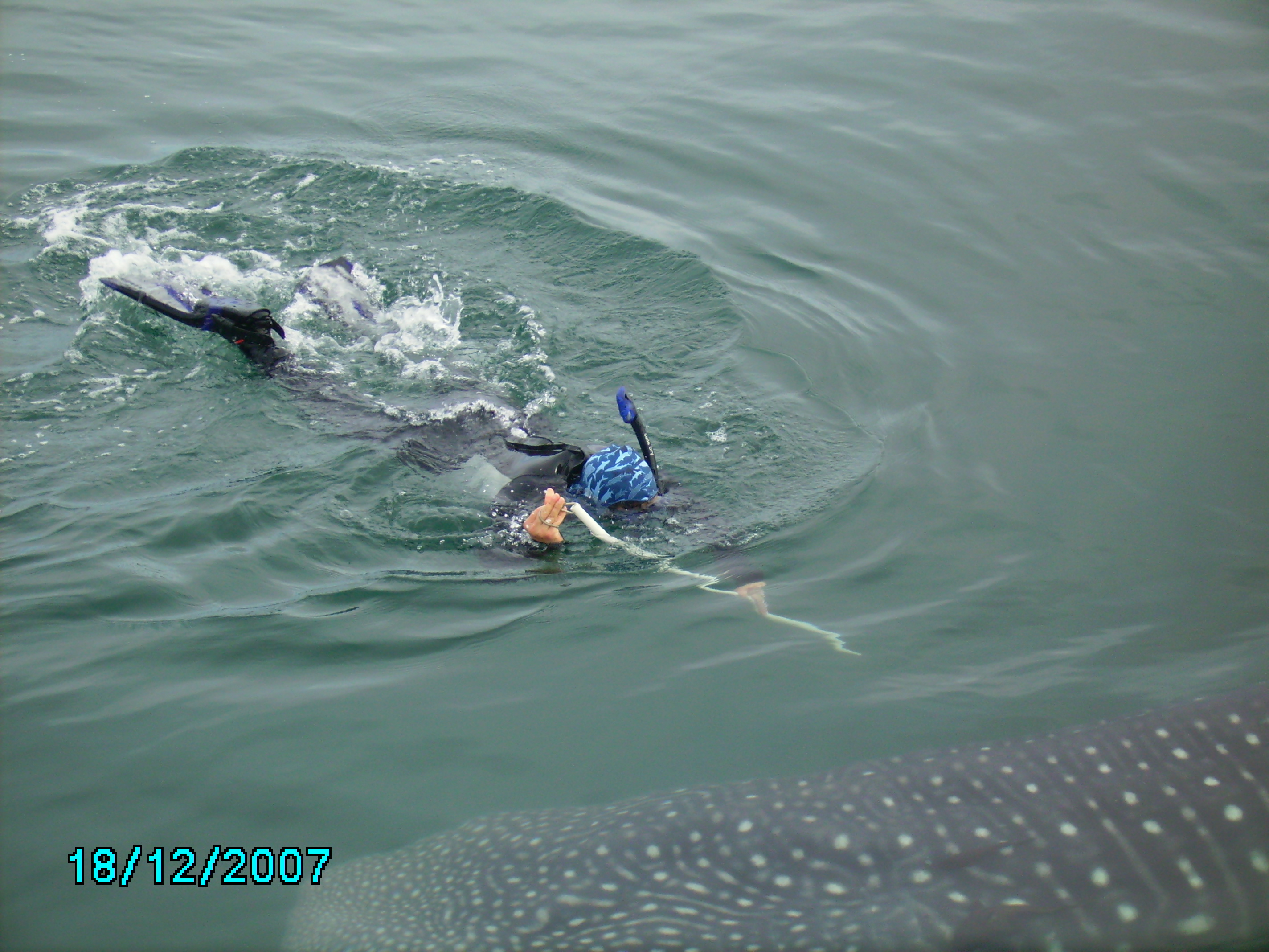 Whale Shark Expedition SRI LaPaz Mexico 12/2007