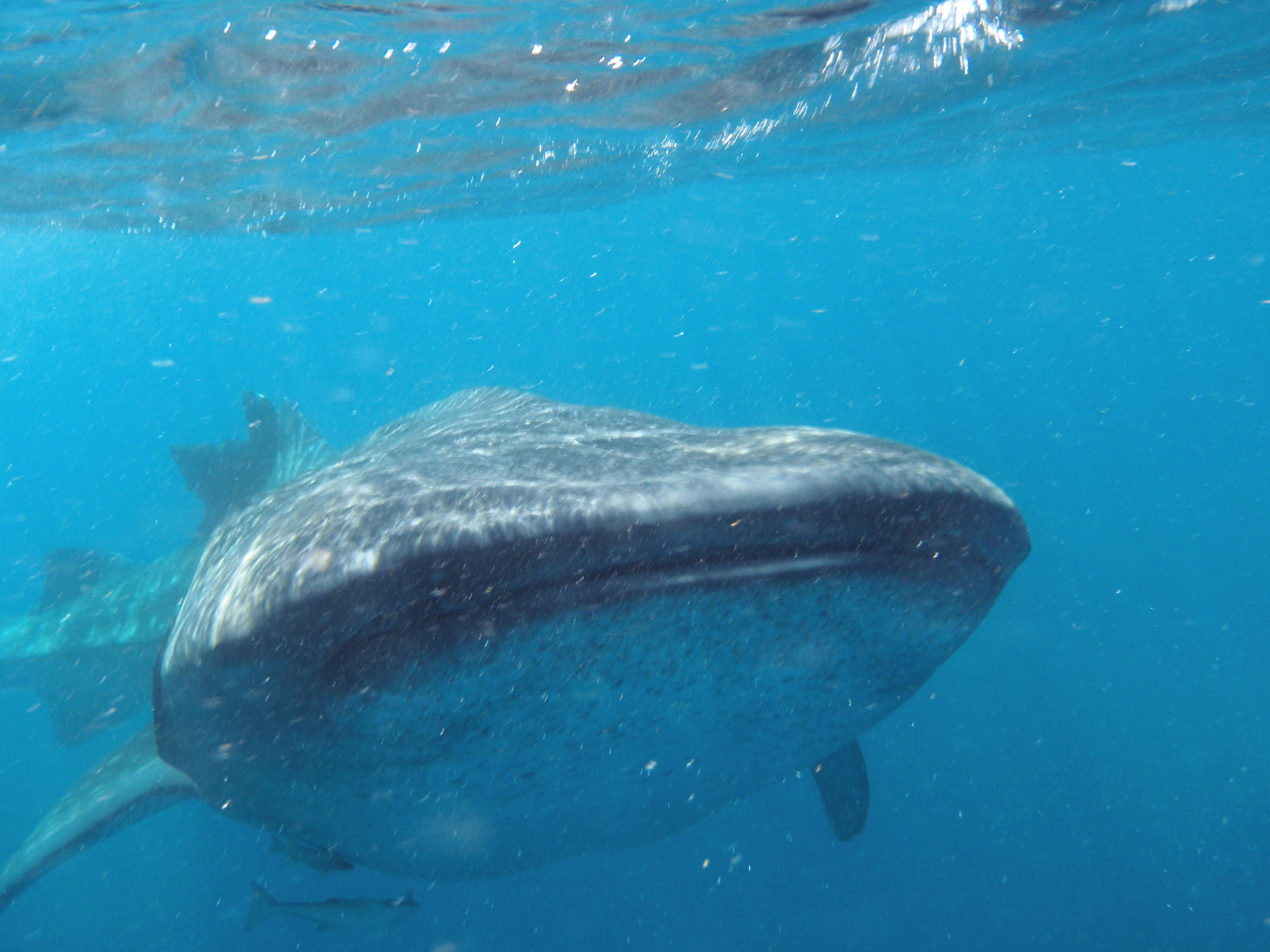 Whale Sharks Isla Mujeres