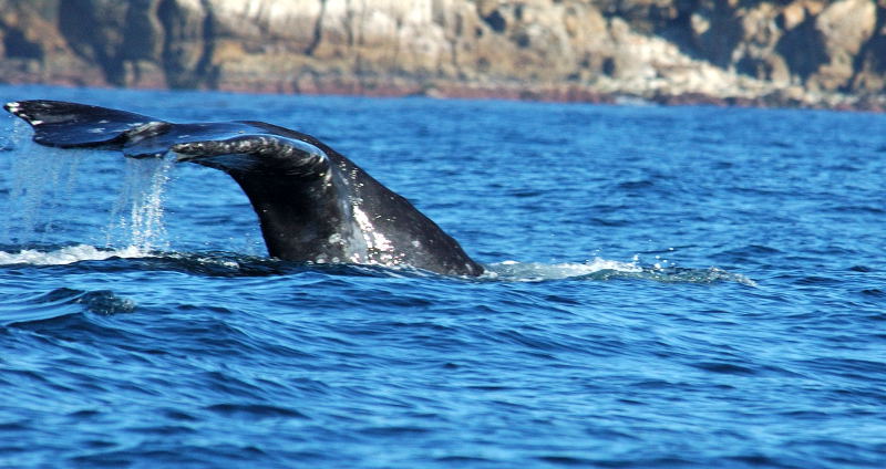 Whale tail, Carmel Bay, California