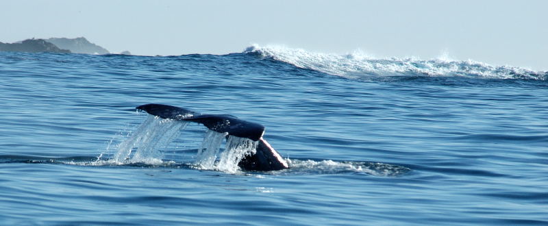 Whale tail, Monterey, California