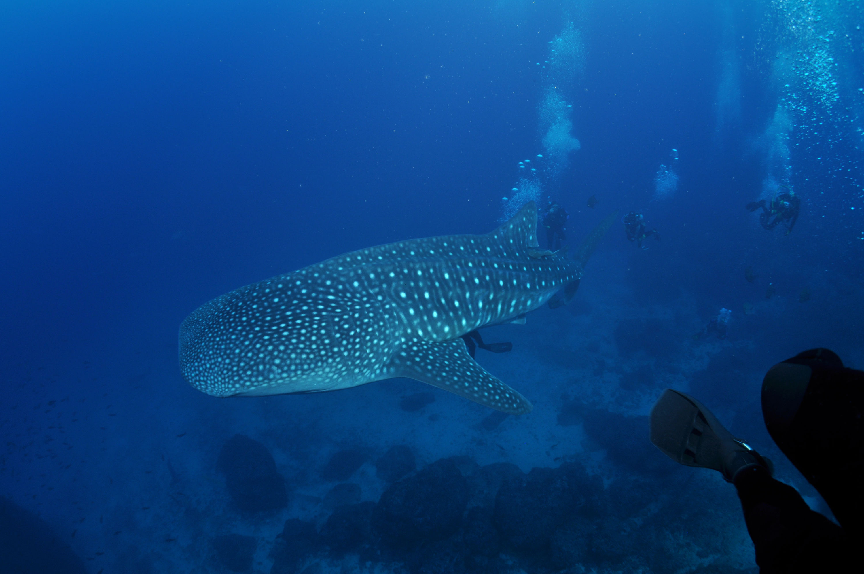Whale_Shark_on_the_move