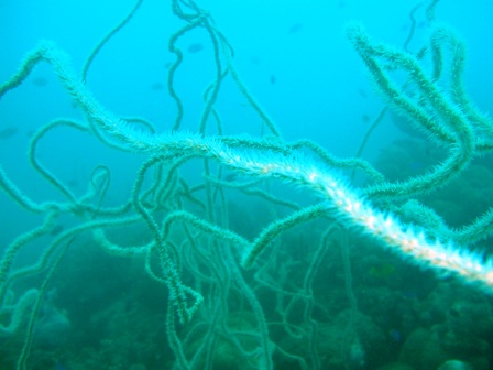 Whip Coral Mess