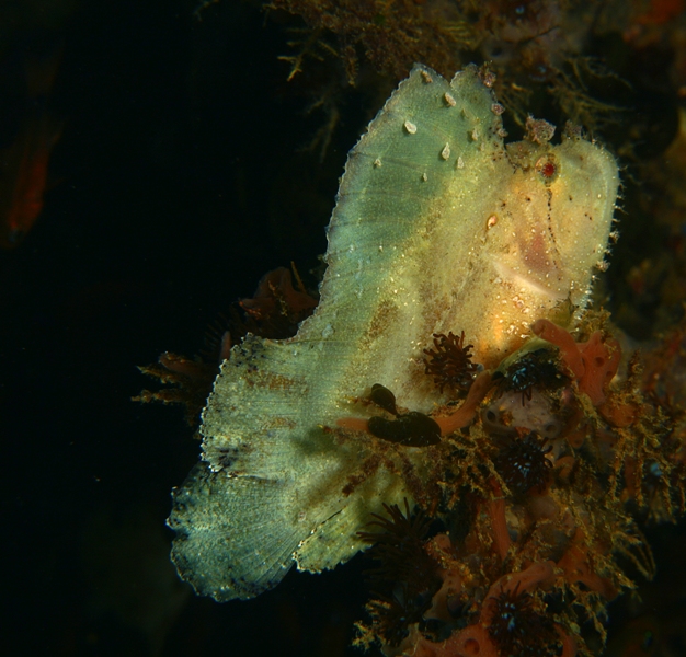 White Leaf scorpionfish