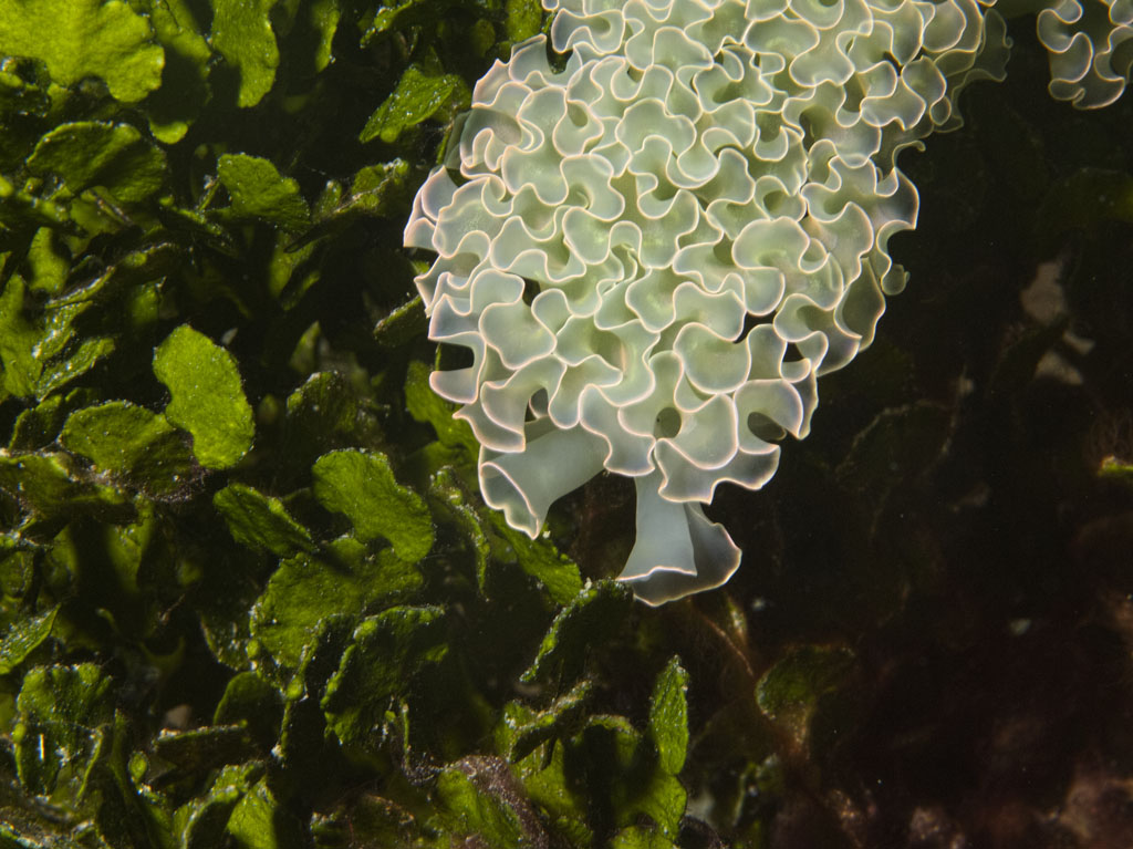 White Lettuce Sea Slug on a bed of lettuce