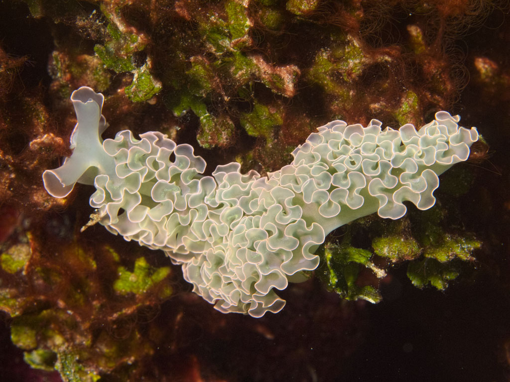 White Lettuce Sea Slug