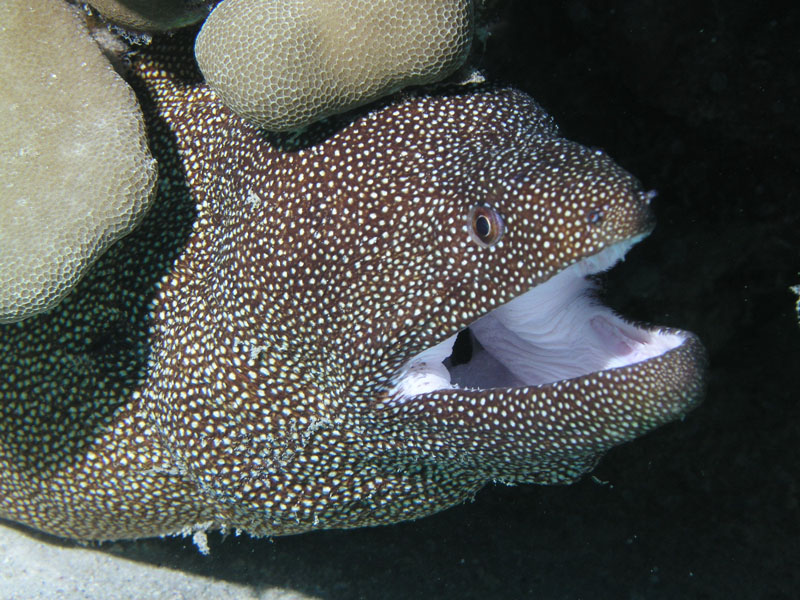 White Mouth Eel