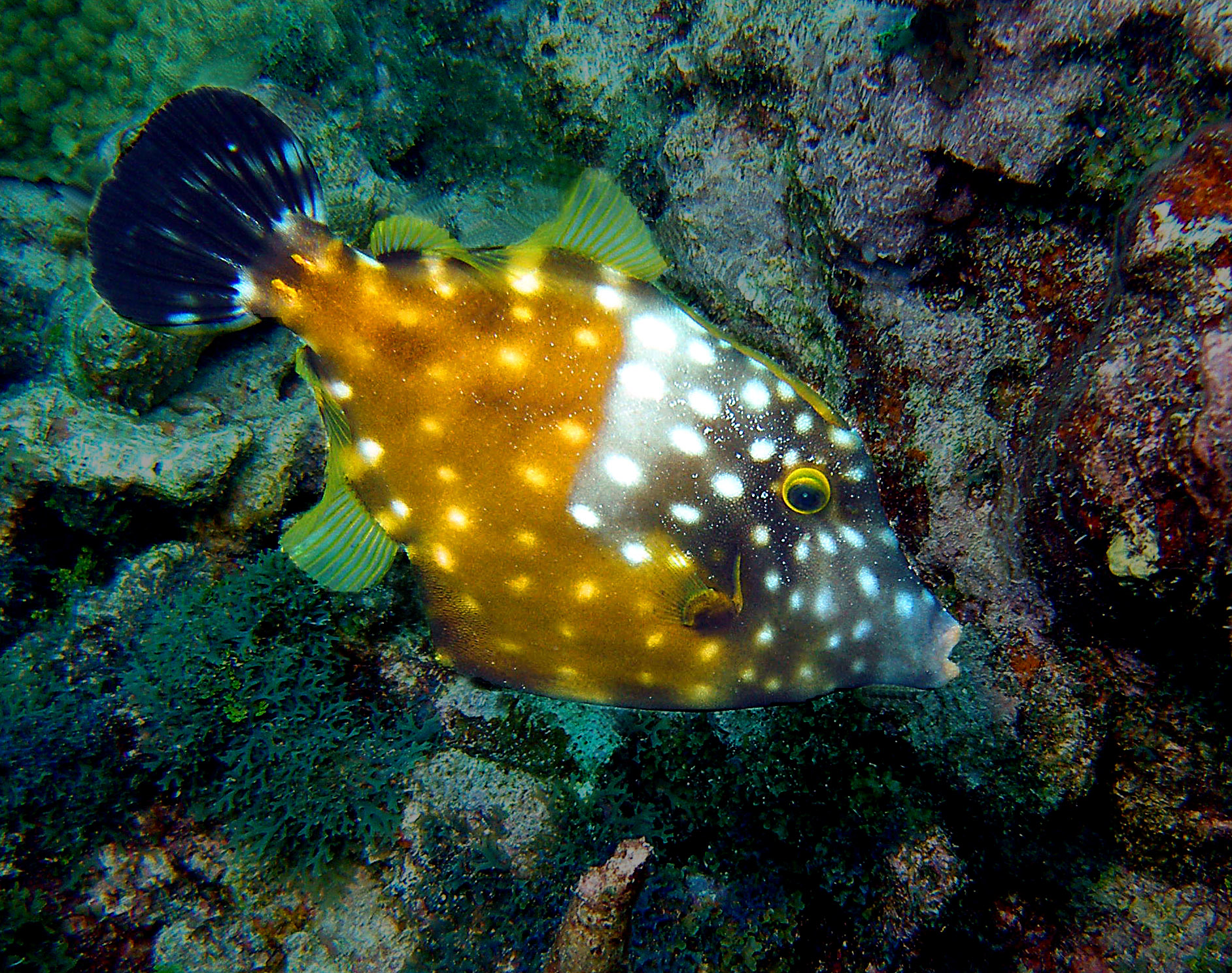 White Spotted Filefish