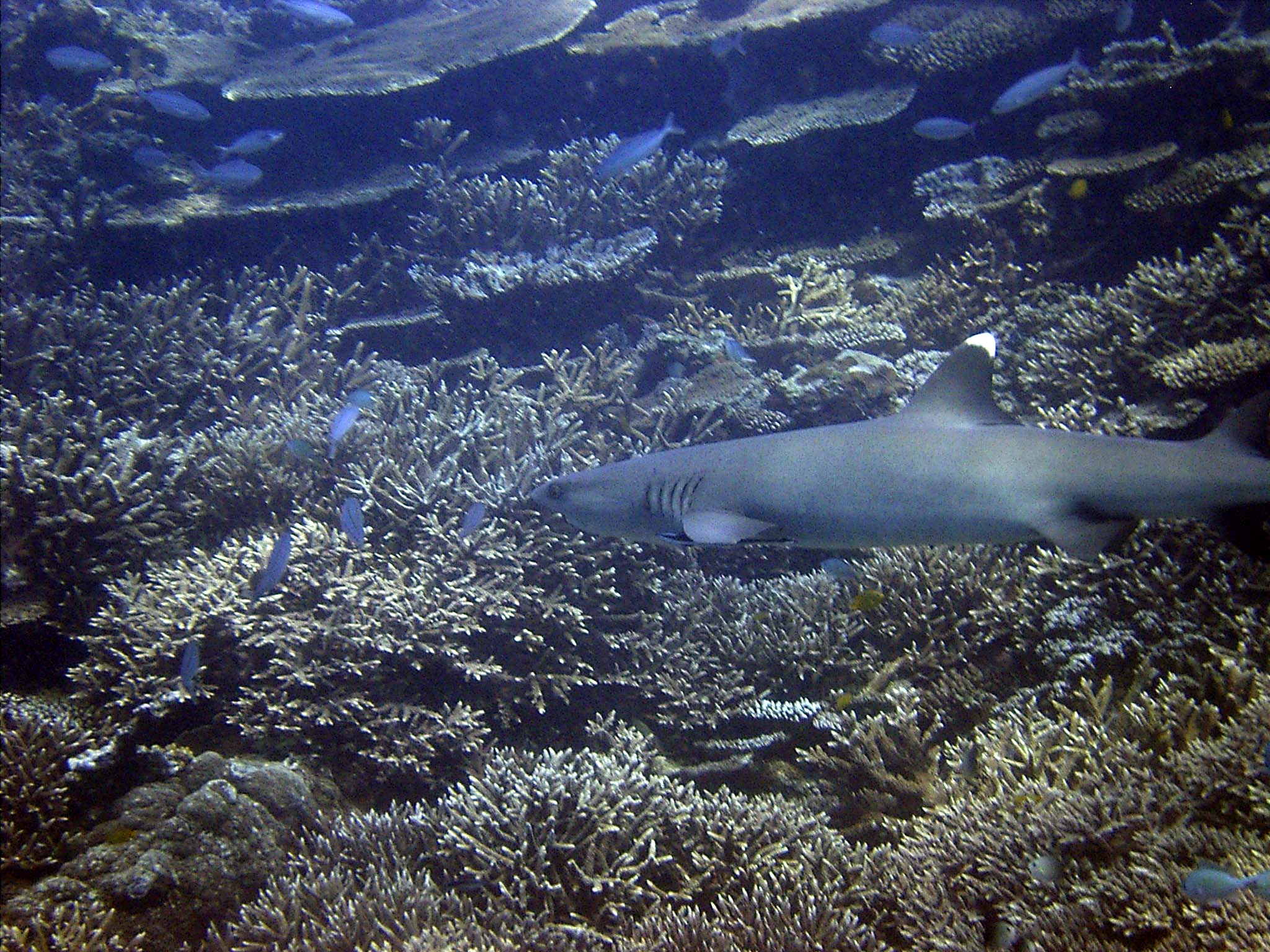 White tip Reef shark