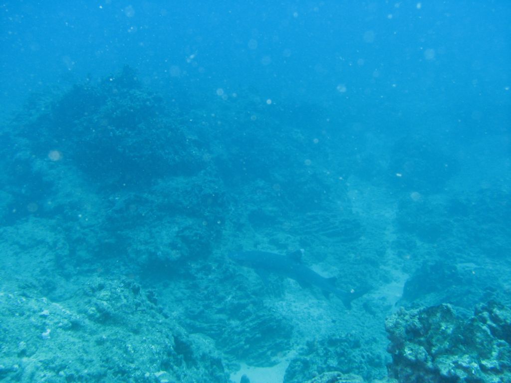 Whitetip Reef Shark 2