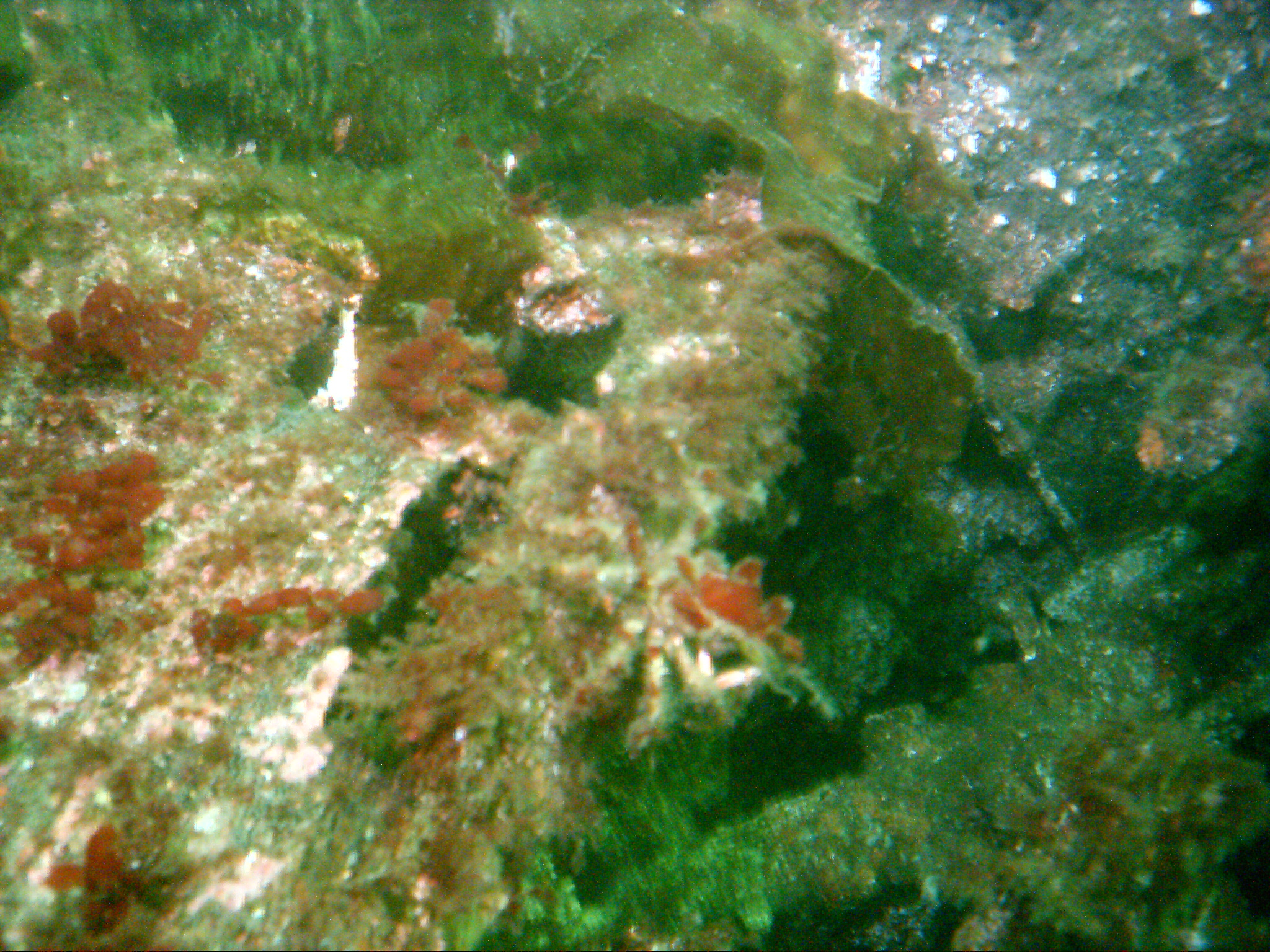 Wreck of the Malahat II