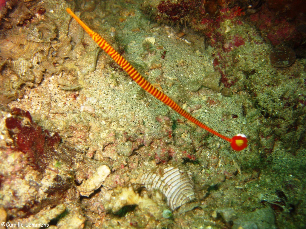 Yellow Banded pipefish