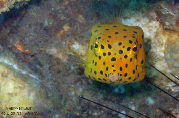Yellow-Boxfish