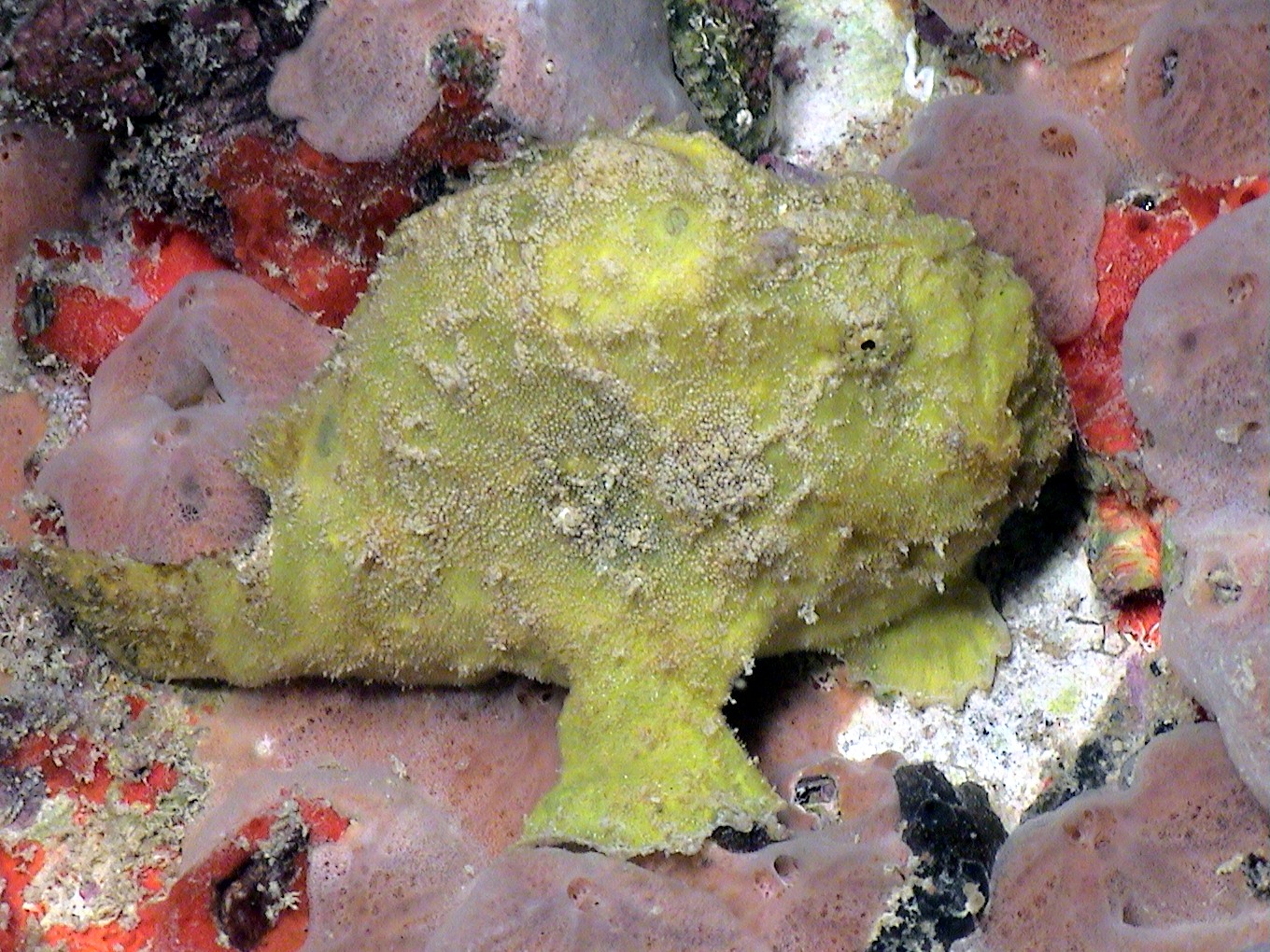 Yellow Frogfish in St. Croix