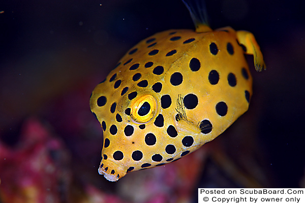 yellow-juvenile-boxfish