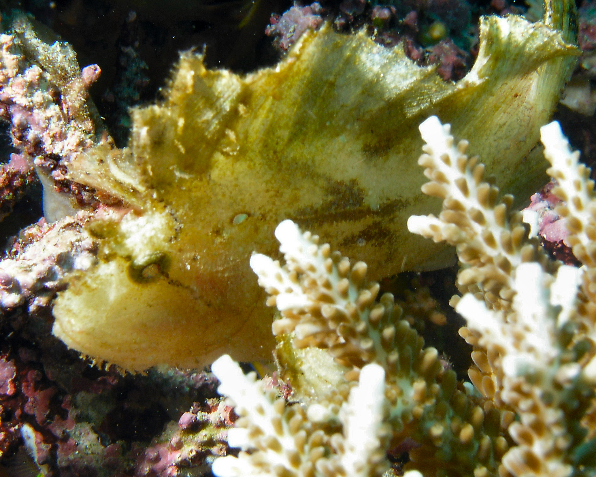 Yellow Leaf Scorpionfish