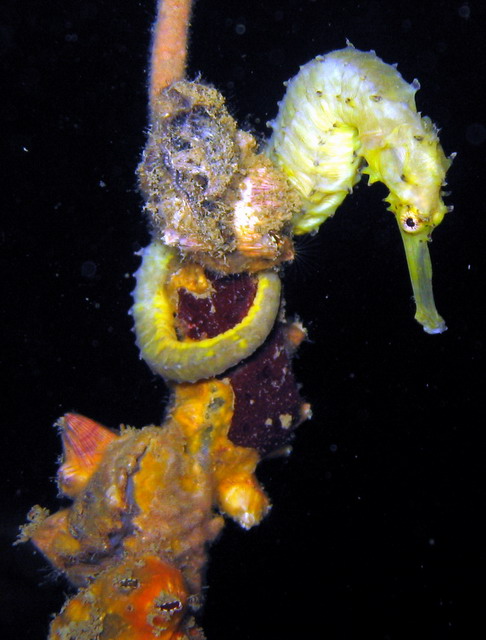 Yellow Spiny Seahorse