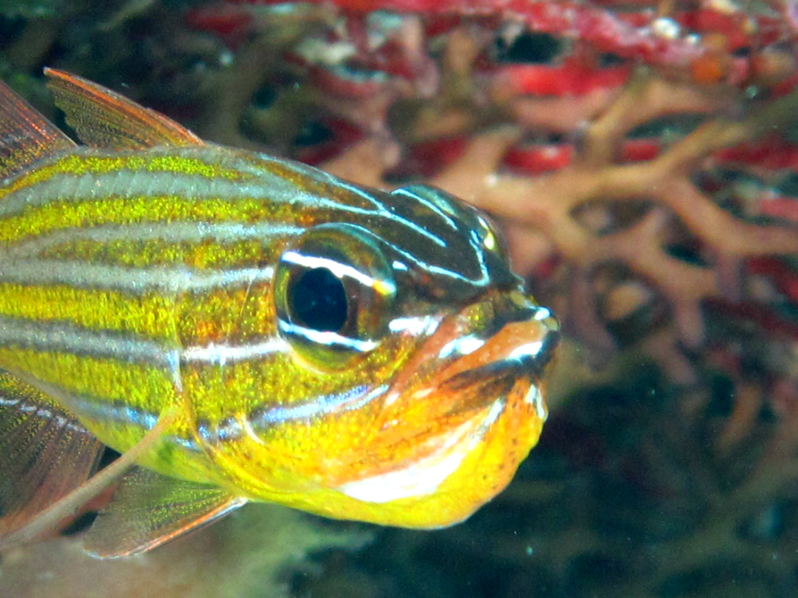 Yellow Striped Cardinalfish carrying eggs
