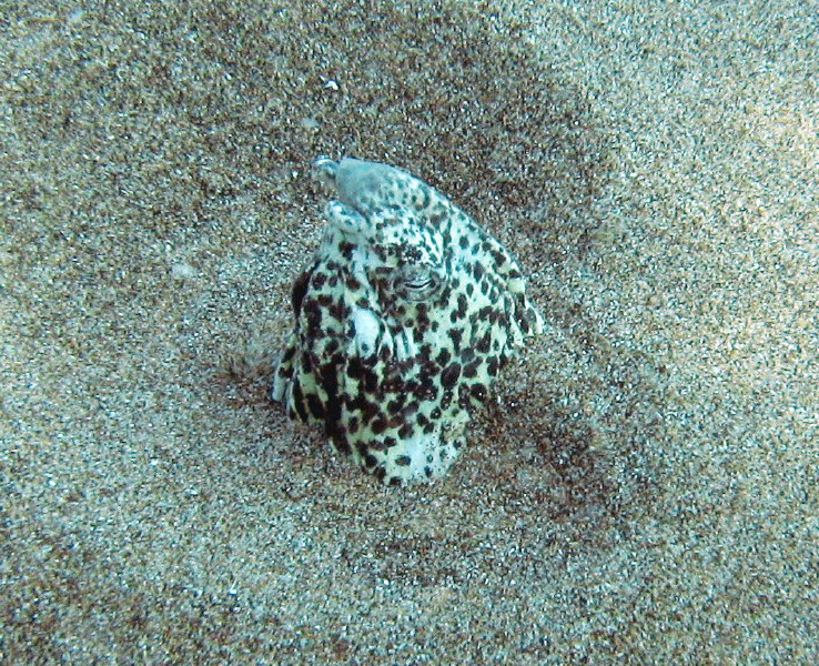 Yellowspotted Snake Eel