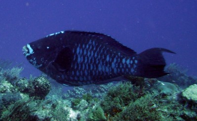 Yucab Midnight Parrotfish